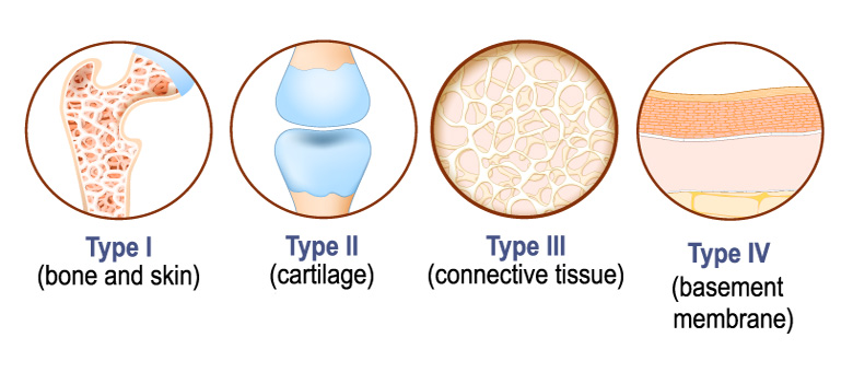 Different types of collagen in human body